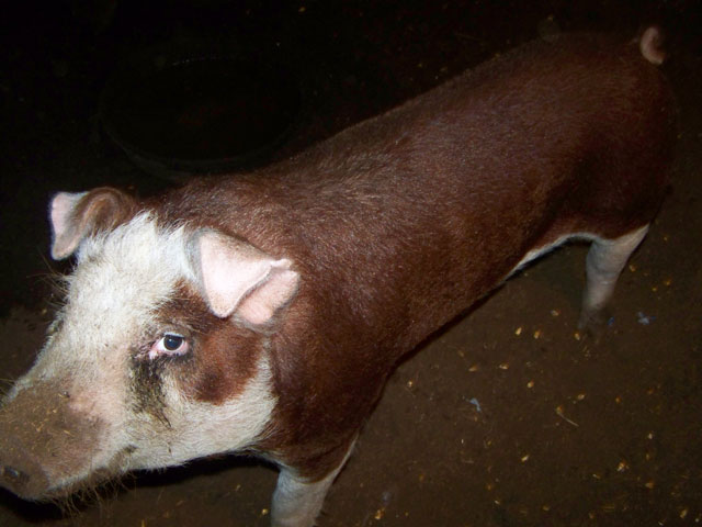 Hereford Boar and Sows 