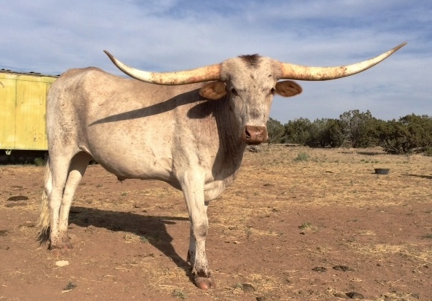 Young Gentle Pet Longhorn Trophy Steer