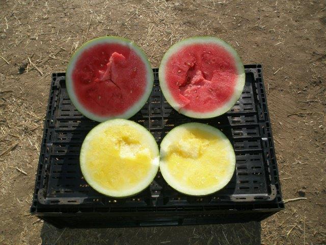 Watermelons Wholesale - Seedless and Regular