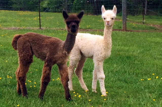 Alpaca's for Sale, Breeding and Agisting