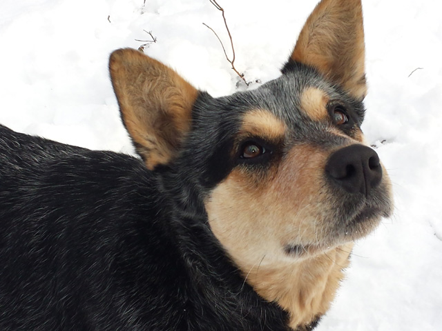 Australian Cattle Dog Puppies /  Blue & Red Heelers