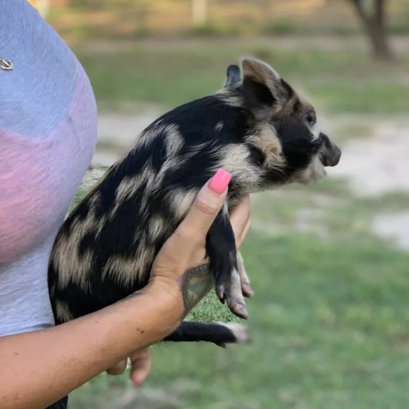 Pot belly pigs for sale