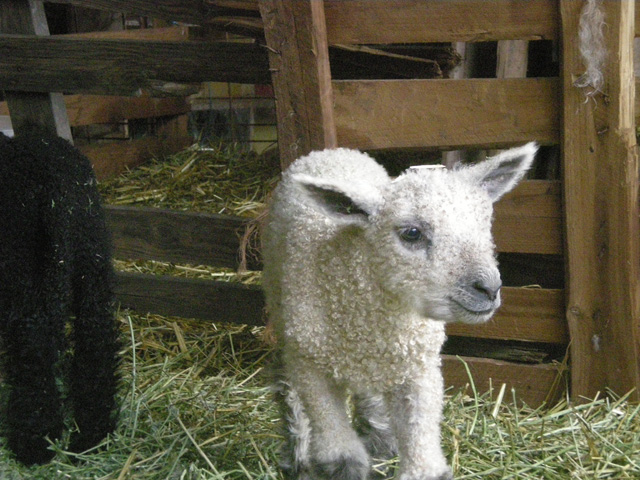 Wenseydale  Lambs for sale Spring 2014