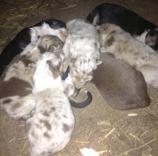 Working Australian Shepherds