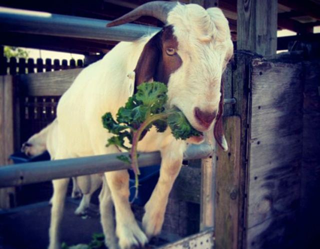 Purebred Boer Ram Stud