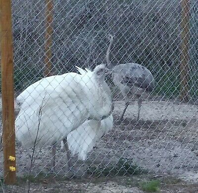 Fully grown Rhea and Chicks for sale