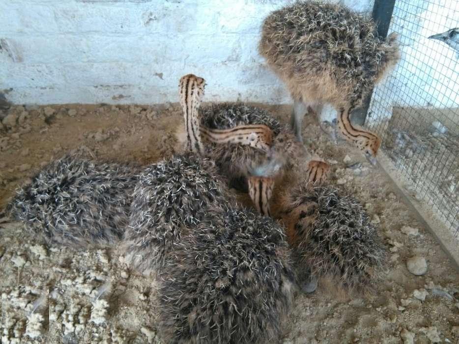 Ostrich chicks for sale