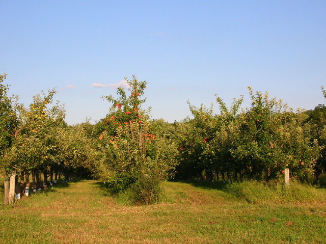 Small Apple Orchard and/or Vegetable 