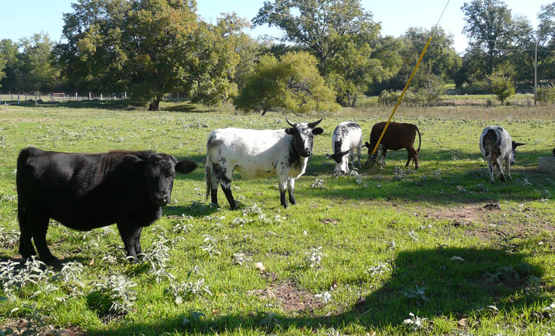 Miniature Longhorn Cattle