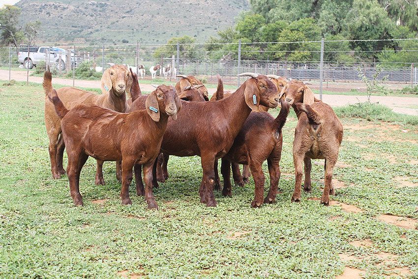 Kalahari Goats for sale