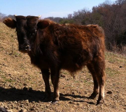 Scottish Highland x Buffalo cross Hi-Lo