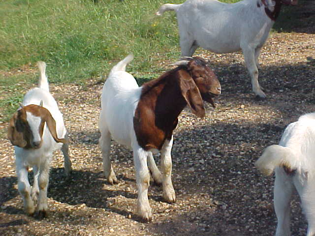 Boer Goat Buck, Fullblood