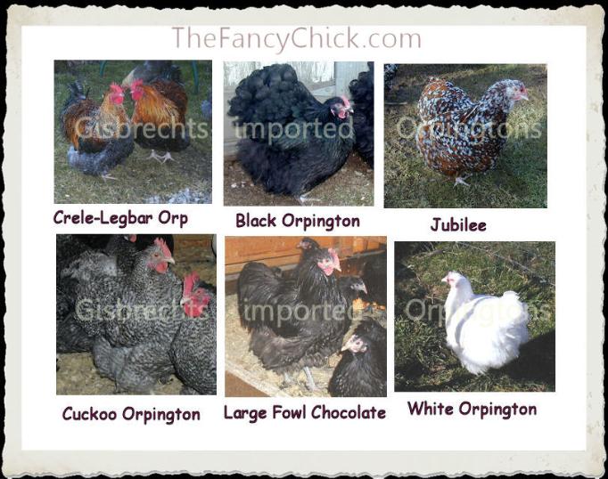 Mottled, Chocolate, Jubilee and more Rare Imported Orpingtons