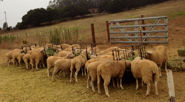 Dairy Ewe Lambs