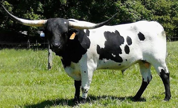 Registered Texas Longhorn Cattle 