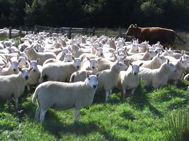 Sheeps, Lambs, Ewes and Goats