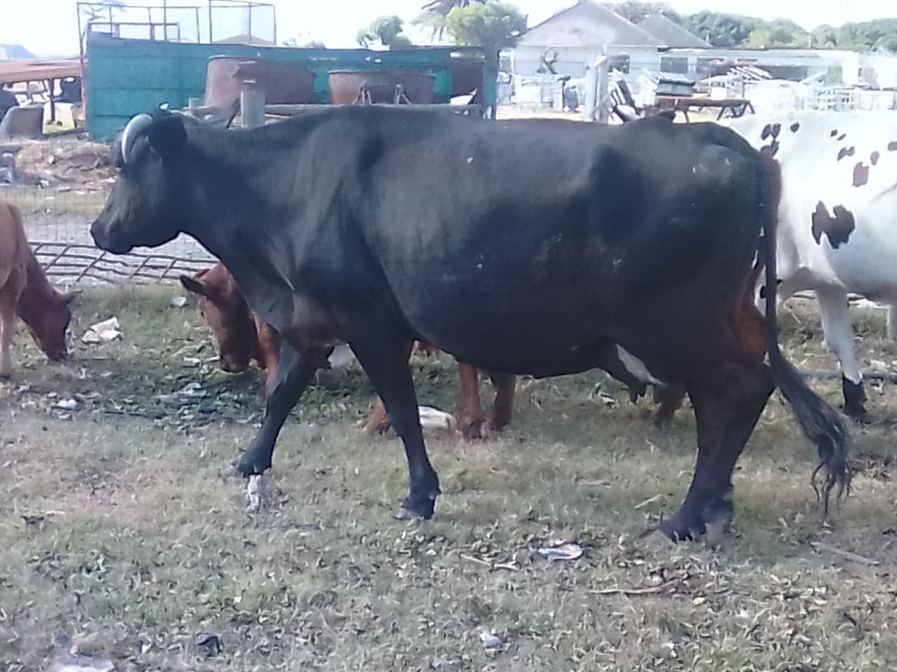 Black Angus Cattle for sale