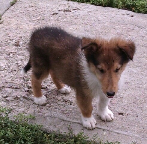 Collie Pups