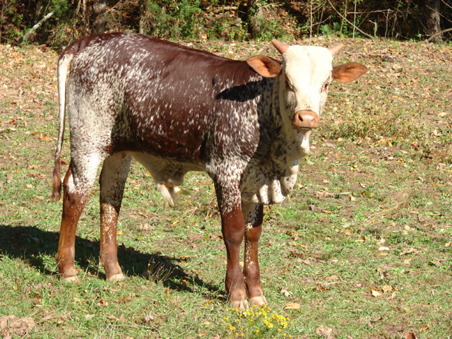 Watusi Cattle