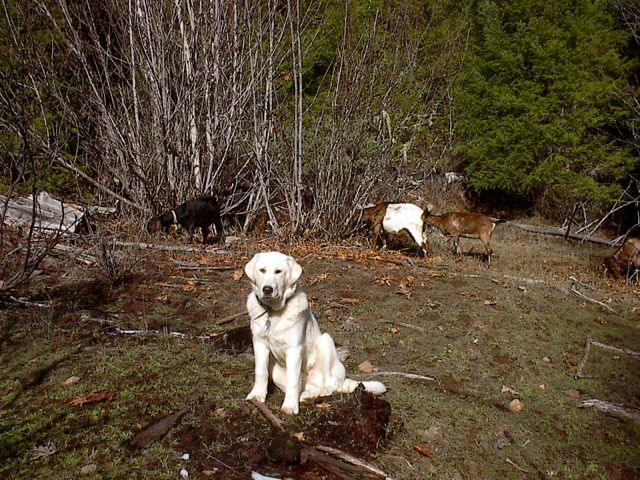 Livestock Guardian Puppies