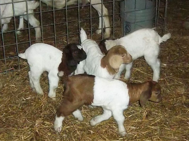 Nigerian Dwarf Goats and Alpines