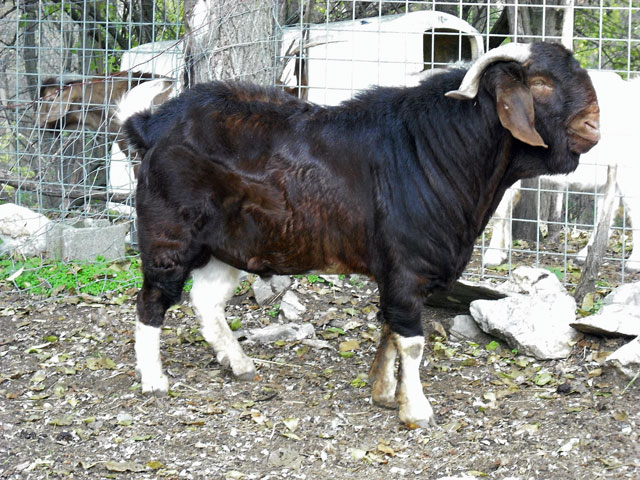 Registered Boer Goats