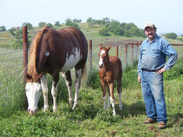 APHA Weanling Show Filly