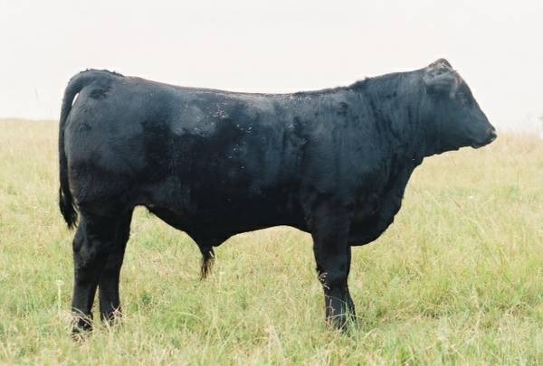 Black and Red Charolais Bulls