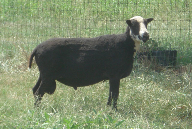 Purebred Finn Ram - Sheep