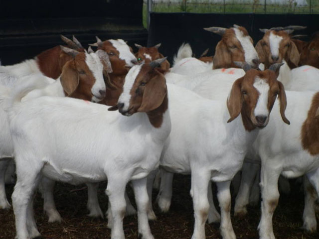 High Milking Saanen Goats and Boer Goats