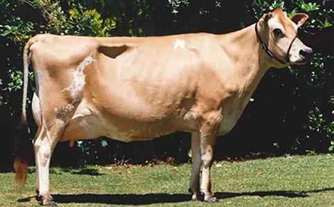 Purebred Jersey Milk Cow