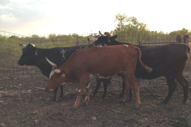 Bred Heifers: 3 - Corriente / Longhorn Heifers