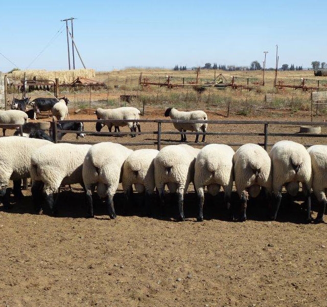 Boer Goats and Merino sheep for sale