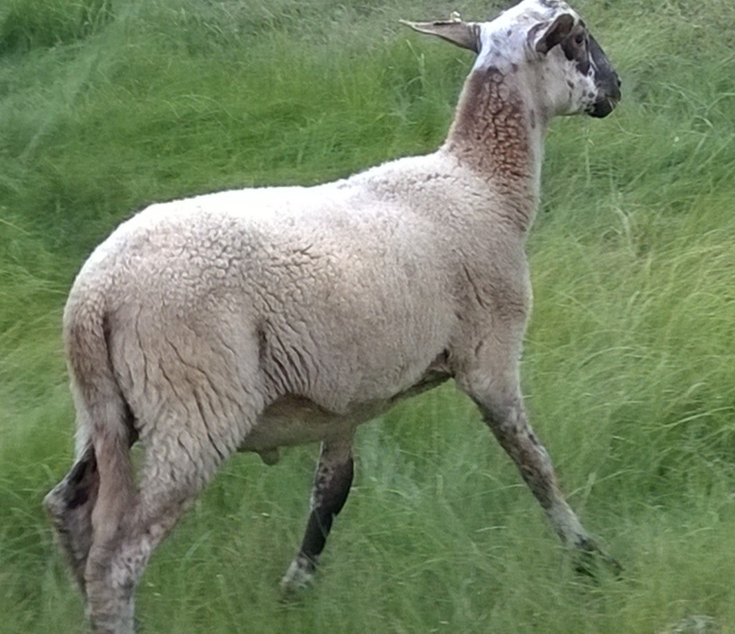 Registered Katahdin Lambs - Ewes & Ram