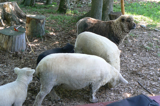 Olde English Babydoll Sheep