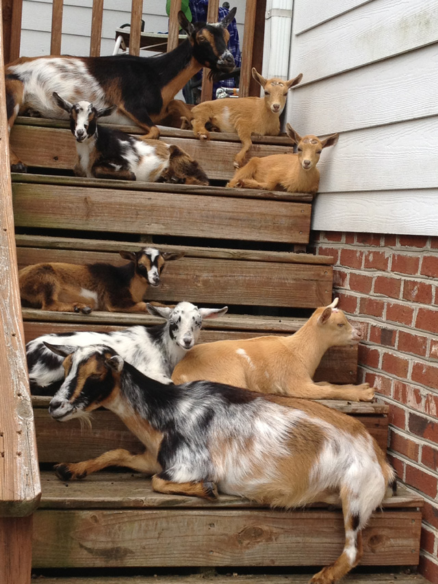 Nigerian Dwarf Miniature Goats