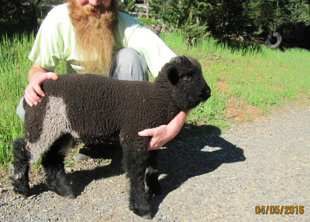 Harlequin Ram Lamb