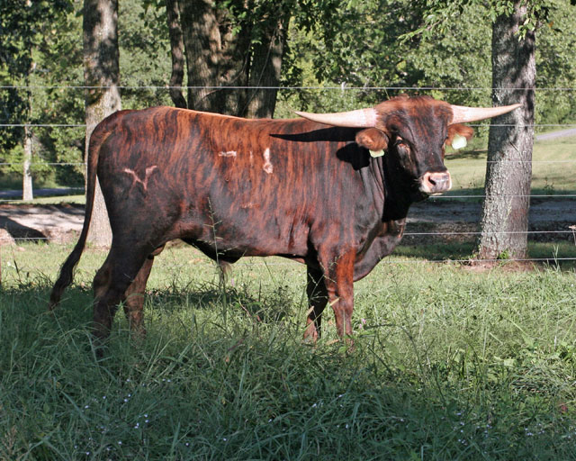 Longhorn Bull