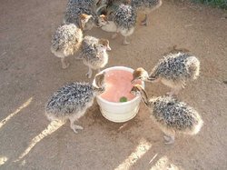 Ostrich Chicks and Fertile eggs