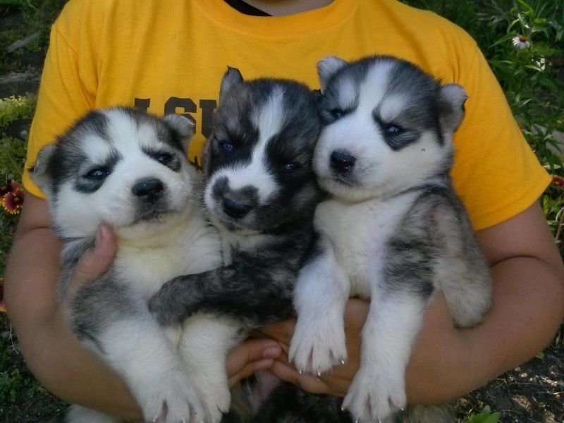 Siberian Husky Puppies for New Homes