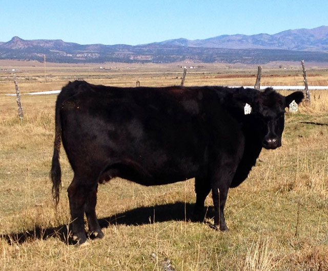 100 Young Brangus Cows