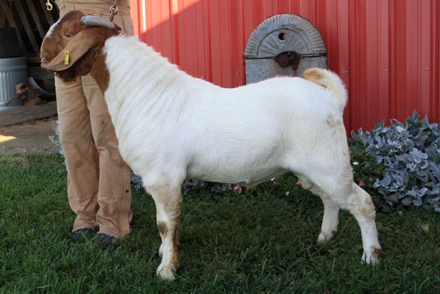 Boer Goats, Sheep, Cattle, Lambs  and Cows