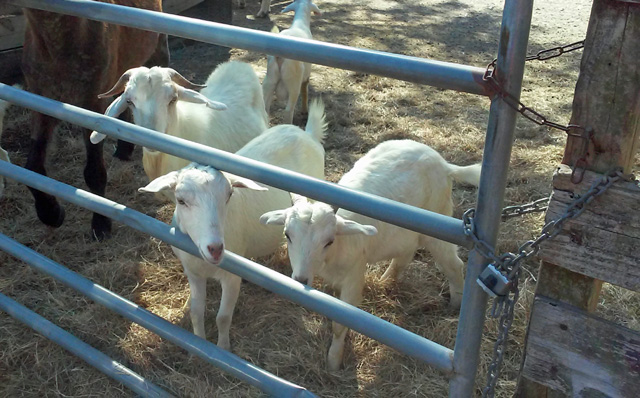 Young Spanish Boer Cross Goats 