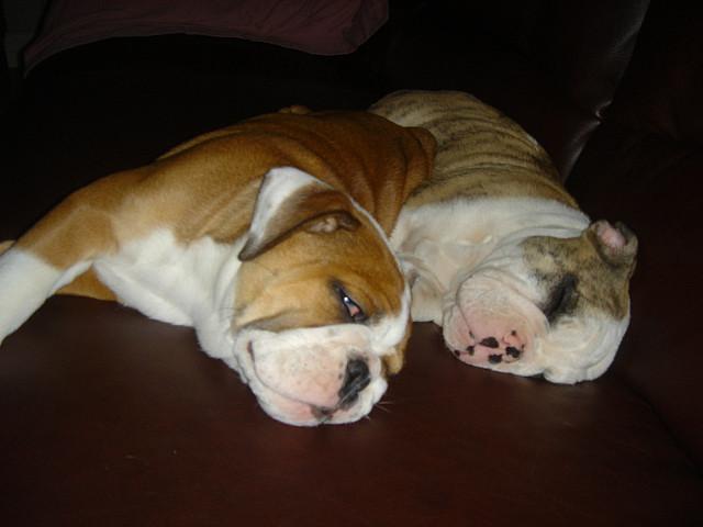 2 AKC reg English bulldogs 