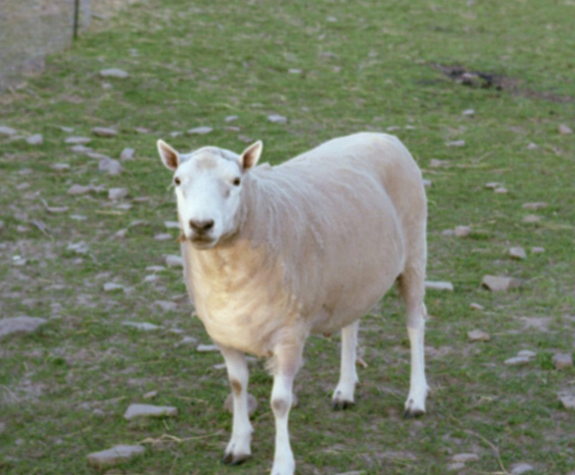 Border Leister Ram, Licolon / Teeswater Ram