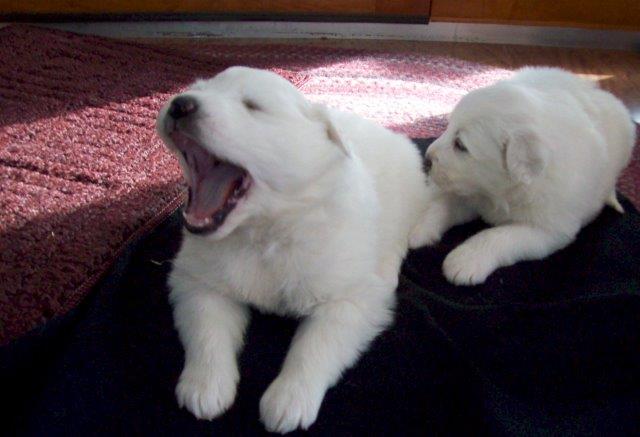 AKC Great Pyrenees Puppies All White