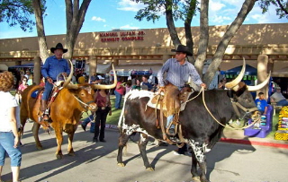 Tx Longhorn Trained Riding Steers