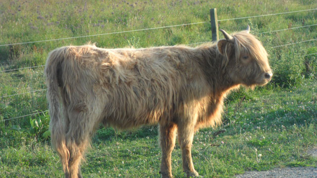 Scottish Highland Heifers &  Bull