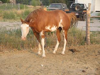 APHA Proven Producing Broodmare
