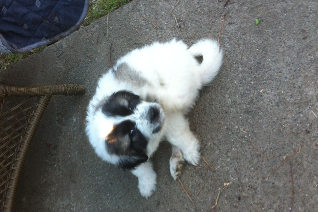 Livestock Protection: Pyrenees Cross Pups